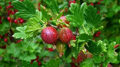 Ribes uva-crispa 'Hinnonmäki Röd' (Kruisbes) fruitplant 60cm - afbeelding 5