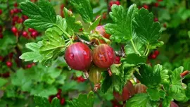 Ribes uva-crispa 'Hinnonmäki Röd' (Kruisbes) fruitplant 60cm - afbeelding 5