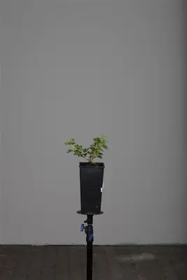 Ribes uva-crispa 'Hinnonmäki Röd' (Kruisbes) fruitplant 60cm - afbeelding 7