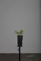 Ribes uva-crispa 'Hinnonmäki Röd' (Kruisbes) fruitplant 60cm - afbeelding 7