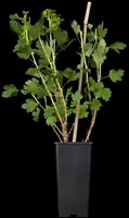Ribes uva-crispa 'Hinnonmäki Röd' (Kruisbes) fruitplant 60cm - afbeelding 5
