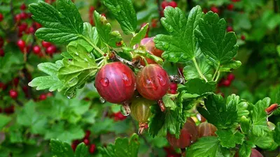 Ribes uva-crispa 'Hinnonmäki Röd' (Kruisbes) fruitplant 60cm - afbeelding 5