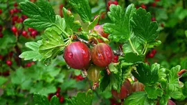 Ribes uva-crispa 'Hinnonmäki Röd' (Kruisbes) fruitplant 60cm - afbeelding 5