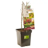 Ribes uva-crispa 'Hinnonmäki Röd' (Kruisbes) fruitplant 60cm - afbeelding 2