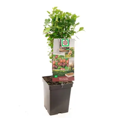 Ribes uva-crispa 'Hinnonmäki Röd' (Kruisbes) fruitplant 60cm - afbeelding 1