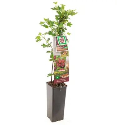 Ribes uva-crispa 'Hinnonmäki Röd' (Kruisbes) fruitplant 60cm - afbeelding 2