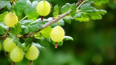 Ribes uva-crispa 'Tatjana' (Kruisbes) fruitplant 60cm - afbeelding 3