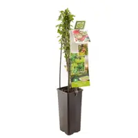 Ribes uva-crispa 'Tatjana' (Kruisbes) fruitplant 60cm - afbeelding 1