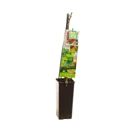 Ribes uva-crispa 'Tatjana' (Kruisbes) fruitplant 60cm - afbeelding 2