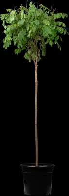 Robinia pseudoacacia 'Umbraculifera' (Valse acacia 'Umbraculifera') - afbeelding 1