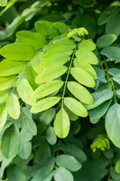 Robinia pseudoacacia 'Umbraculifera' (Valse acacia 'Umbraculifera') - afbeelding 4