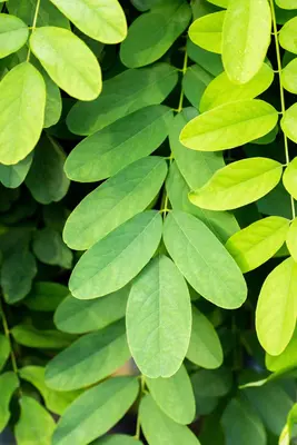 Robinia pseudoacacia 'Umbraculifera' (Valse acacia 'Umbraculifera') - afbeelding 5