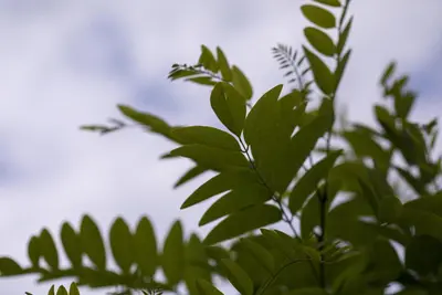Robinia pseudoacacia 'Umbraculifera' (Valse acacia 'Umbraculifera') - afbeelding 2