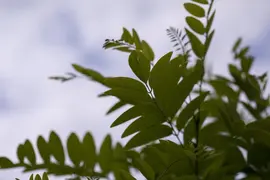 Robinia pseudoacacia 'Umbraculifera' (Valse acacia 'Umbraculifera') - afbeelding 2
