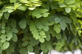 Robinia pseudoacacia 'Umbraculifera' (Valse acacia 'Umbraculifera') - afbeelding 3