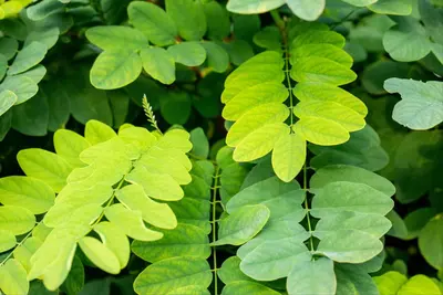 Robinia pseudoacacia 'Umbraculifera' (Valse acacia 'Umbraculifera') - afbeelding 6
