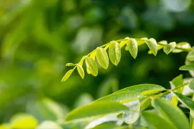 Robinia pseudoacacia 'Umbraculifera' (Valse acacia 'Umbraculifera') - afbeelding 8