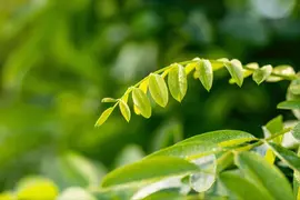Robinia pseudoacacia 'Umbraculifera' (Valse acacia 'Umbraculifera') - afbeelding 8