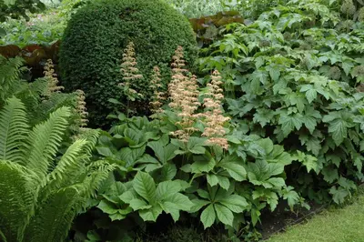Rodgersia (Kastanjebladige astilbe) - afbeelding 3
