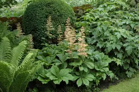 Rodgersia (Kastanjebladige astilbe) - afbeelding 3