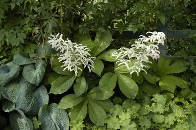 Rodgersia (Kastanjebladige astilbe) - afbeelding 4