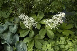 Rodgersia (Kastanjebladige astilbe) - afbeelding 4