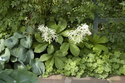 Rodgersia (Kastanjebladige astilbe) - afbeelding 5