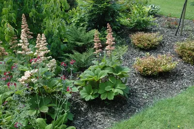 Rodgersia (Kastanjebladige astilbe) - afbeelding 6