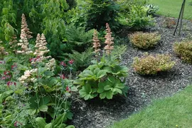 Rodgersia (Kastanjebladige astilbe) - afbeelding 6