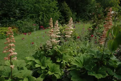 Rodgersia (Kastanjebladige astilbe) - afbeelding 7