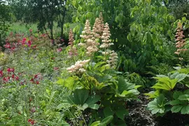 Rodgersia (Kastanjebladige astilbe) - afbeelding 8