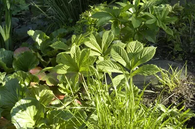 Rodgersia (Kastanjebladige astilbe) - afbeelding 9