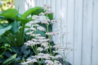 Rodgersia (Kastanjebladige astilbe) - afbeelding 10