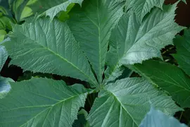 Rodgersia (Kastanjebladige astilbe) - afbeelding 12