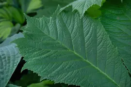 Rodgersia (Kastanjebladige astilbe) - afbeelding 13