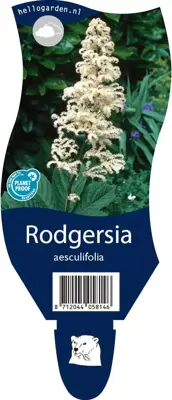 Rodgersia (Kastanjebladige astilbe) - afbeelding 1