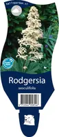 Rodgersia (Kastanjebladige astilbe) - afbeelding 1