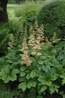 Rodgersia (Kastanjebladige astilbe) - afbeelding 2