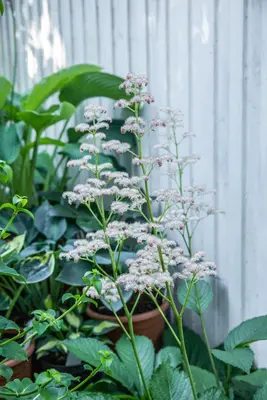 Rodgersia (Kastanjebladige astilbe) - afbeelding 11