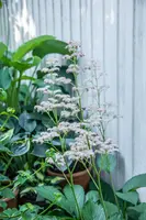 Rodgersia (Kastanjebladige astilbe) - afbeelding 11