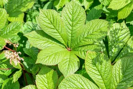 Rodgersia (Rodgersia) - afbeelding 4