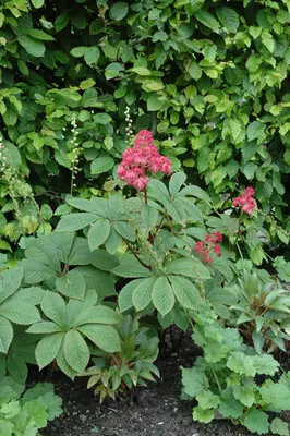 Rodgersia (Rodgersia) - afbeelding 2