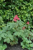 Rodgersia (Rodgersia) - afbeelding 2