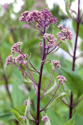 Rodgersia (Rodgersia) - afbeelding 1
