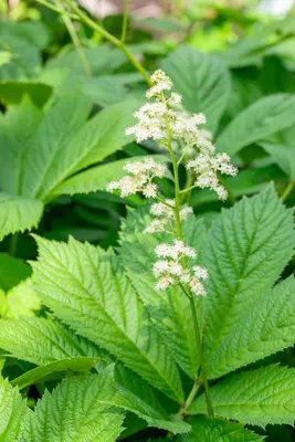 Rodgersia (Rodgersia) - afbeelding 3
