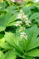 Rodgersia (Rodgersia) - afbeelding 3