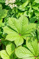 Rodgersia (Rodgersia) - afbeelding 5