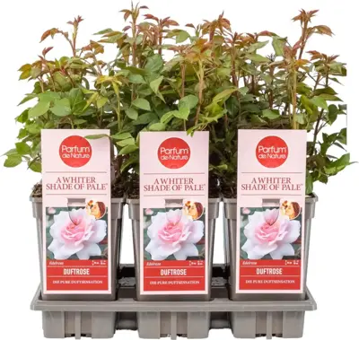 Rosa 'a Whiter Shade of Pale' (Roos) 20cm - afbeelding 1