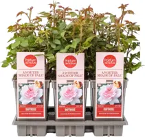 Rosa 'a Whiter Shade of Pale' (Roos) 20cm - afbeelding 1