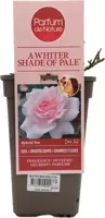 Rosa 'a Whiter Shade of Pale' (Roos) 20cm - afbeelding 2
